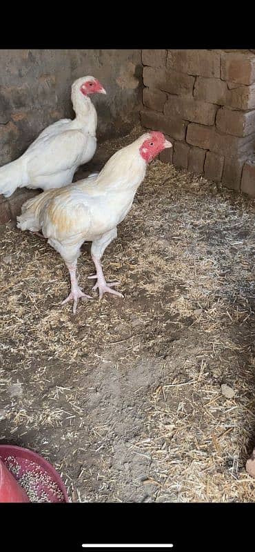 White Aseel pair for sale 0