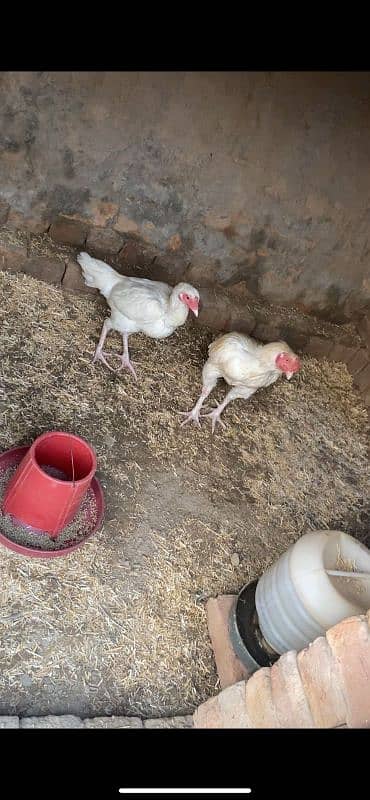 White Aseel pair for sale 1