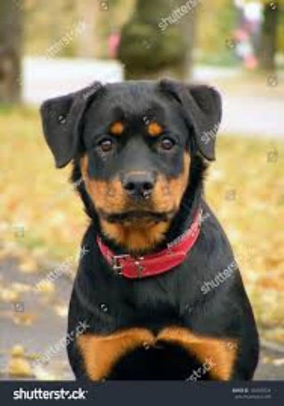 rottweiler female puppy 6 months old 0