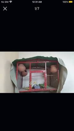 parrots with cage available for sale