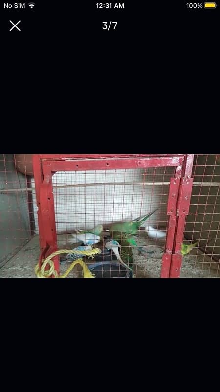 parrots with cage available for sale 1