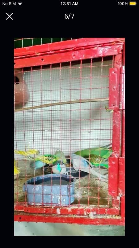 parrots with cage available for sale 2