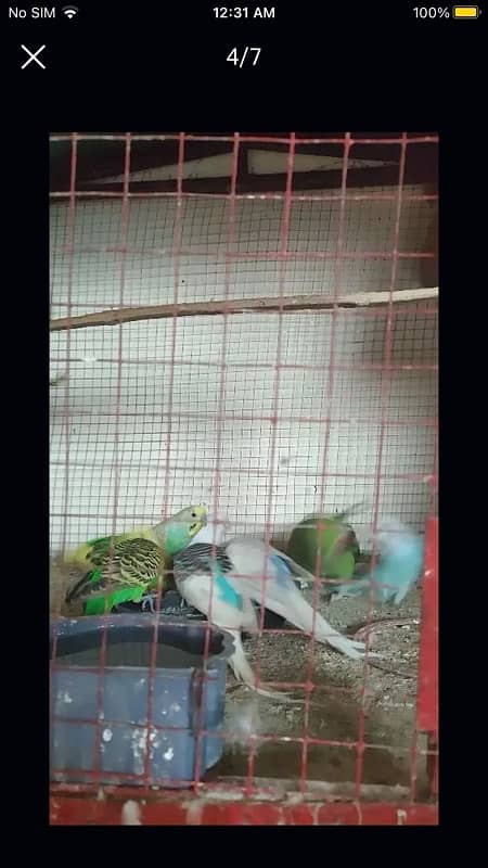 parrots with cage available for sale 3