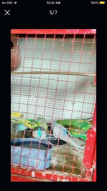 parrots with cage available for sale 4