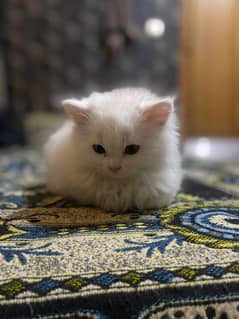 Persian kittens for sale age 2 months