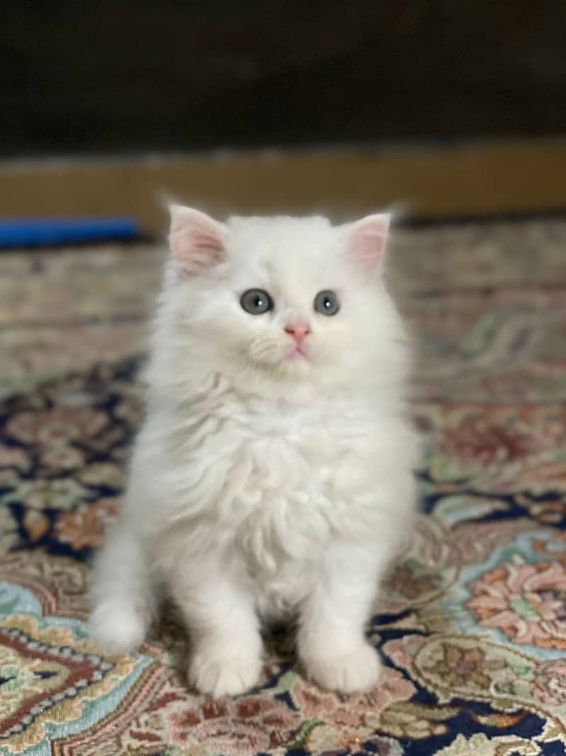 Persian kittens for sale age 2 months 2