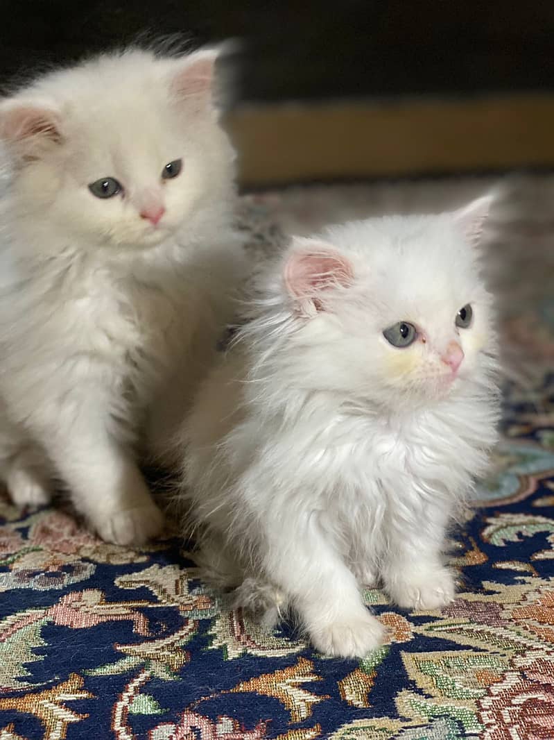 Persian kittens for sale age 2 months 3