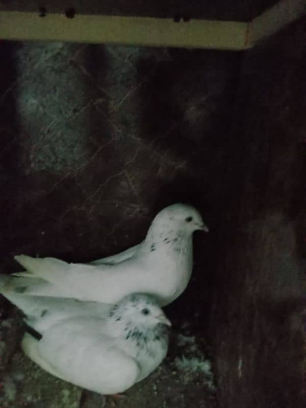 Motiyon waly pigeon For sale ek Rampuri hy or ek Lakha hy 0