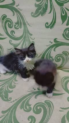 persion kittens for sale play ful 03262647507 what's app