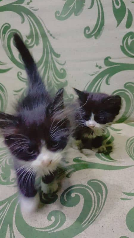 persion kittens for sale play ful 03262647507 what's app 2