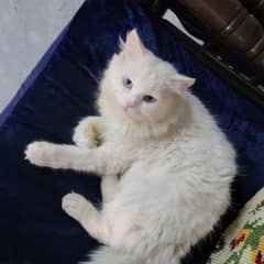 Blue Eyes Long coat persian male cate