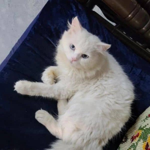 Blue Eyes Long coat persian male cate 0