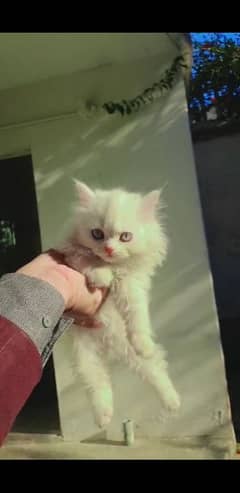 Adorable 2-Month-Old Female White Persian Kitten for Sale