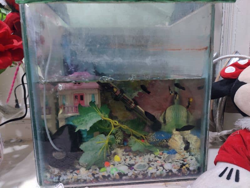 Medium Aquarium with 10 molly fishes 0