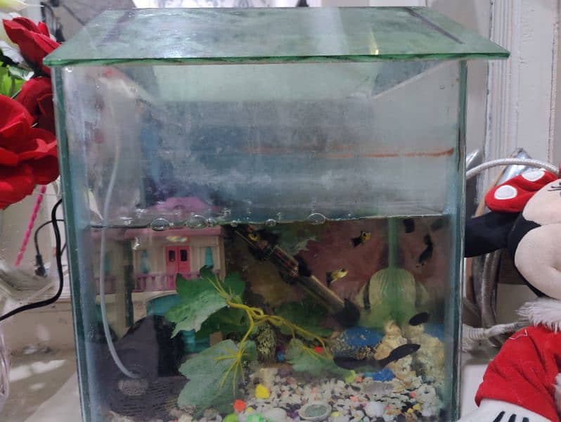 Medium Aquarium with 10 molly fishes 1