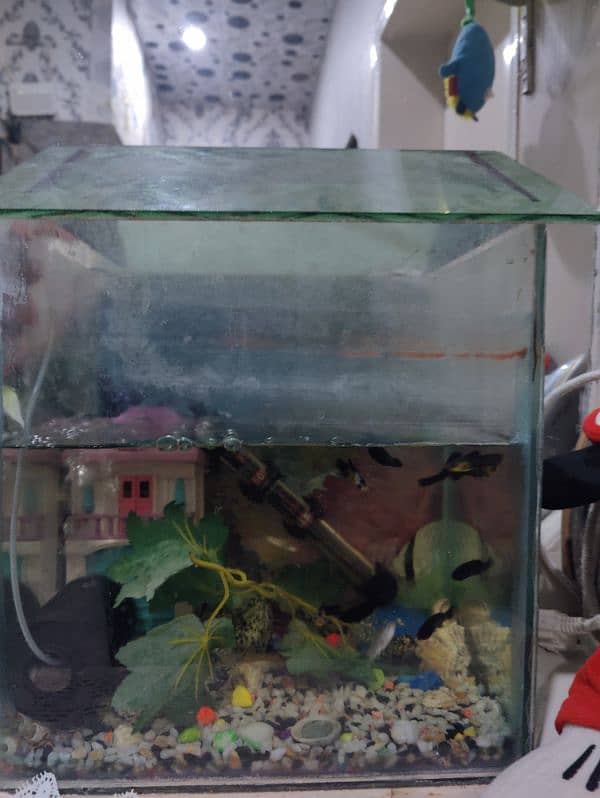 Medium Aquarium with 10 molly fishes 2