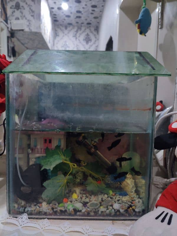 Medium Aquarium with 10 molly fishes 3