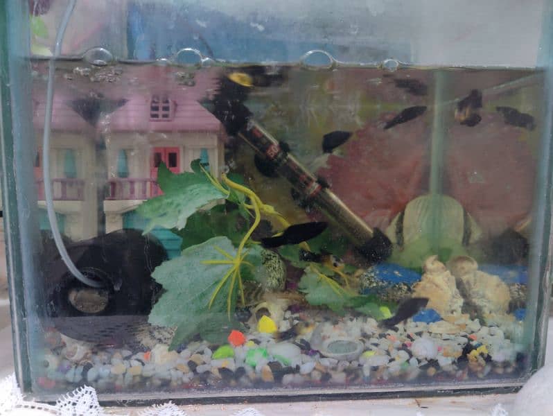 Medium Aquarium with 10 molly fishes 4