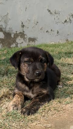 Belgian shepherd female puppy 0/3/2/9/9/1/8/1/6/3/3