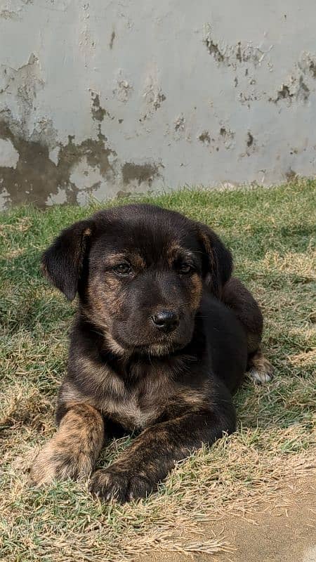 Belgian shepherd female puppy 0/3/2/9/9/1/8/1/6/3/3 0