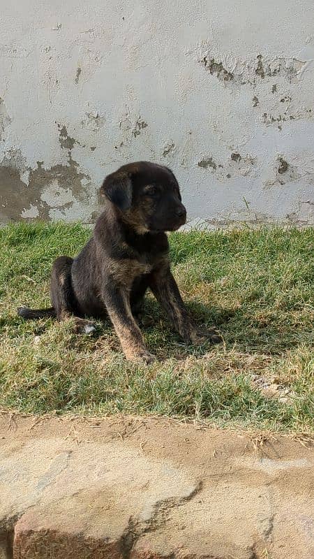 Belgian shepherd female puppy 0/3/2/9/9/1/8/1/6/3/3 1