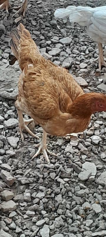 Aseel good quality egg laying 3