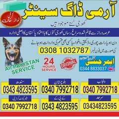 army dog centre Pakistan 0343 4823595