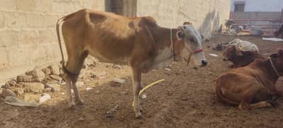 cow bachri for sale. qurbani 2025