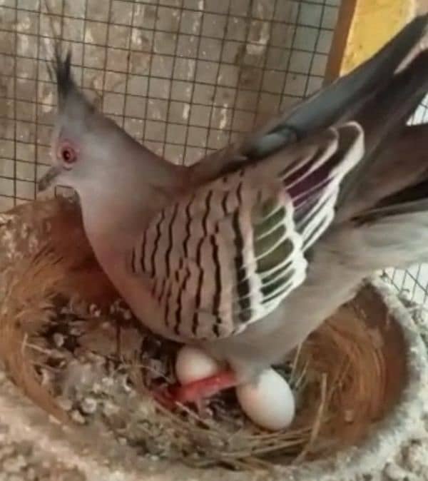 Crested  Dove  Pairs     کرسٹڈ ڈوو  جوڑے 1