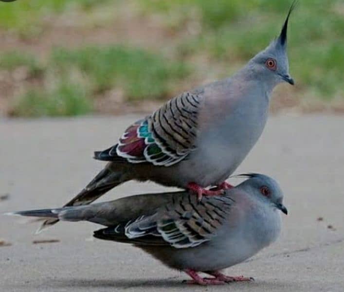 Crested  Dove  Pairs     کرسٹڈ ڈوو  جوڑے 2