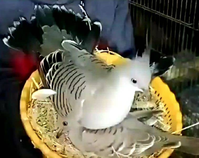 Crested  Dove  Pairs     کرسٹڈ ڈوو  جوڑے 3