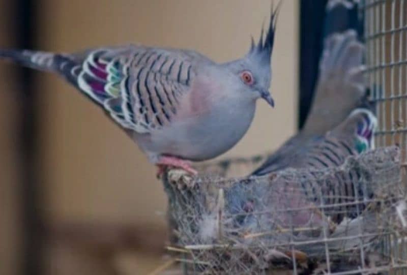 Crested  Dove  Pairs     کرسٹڈ ڈوو  جوڑے 4