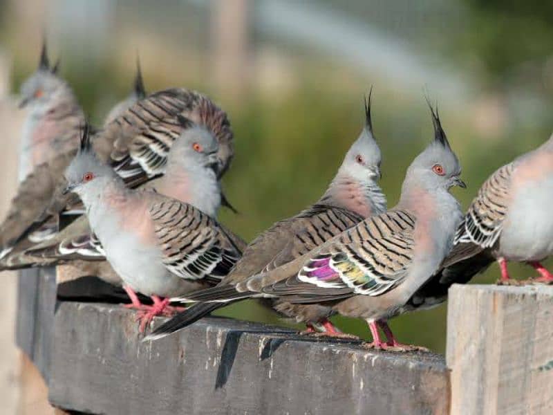 Crested  Dove  Pairs     کرسٹڈ ڈوو  جوڑے 5