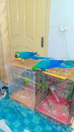 Macaw pair Balu and Gold femail 10 months mail age 14 months