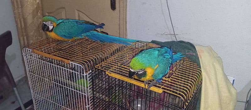 Macaw pair Balu and Gold femail 10 months mail age 14 months 1