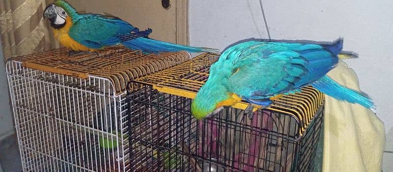 Macaw pair Balu and Gold femail 10 months mail age 14 months 2