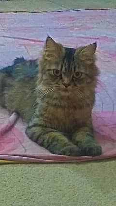 Maine coon active female