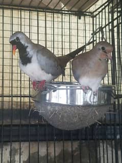 Cape Dove Breeder Pairs    کیپ ڈوو بریڈر جوڑے