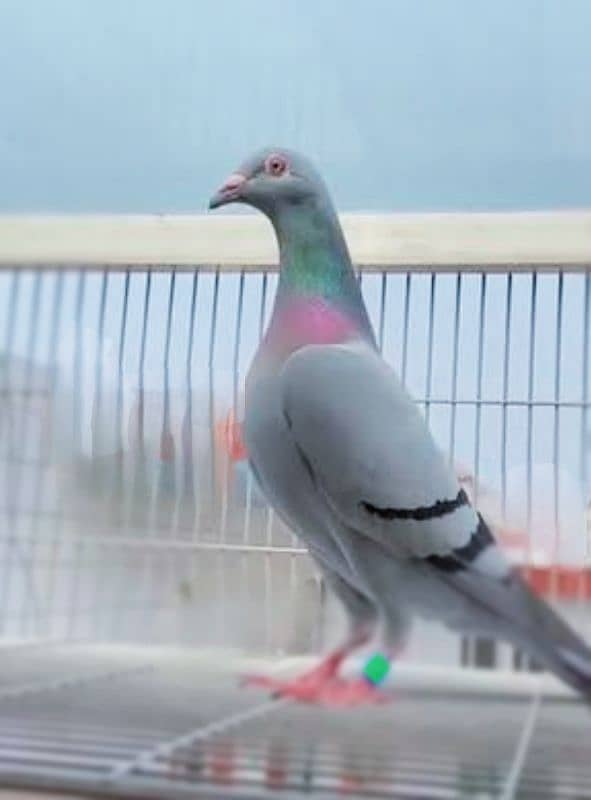 imported John Aden pigeon 17