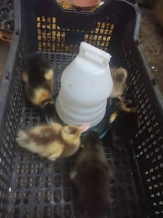 Duck chick's available