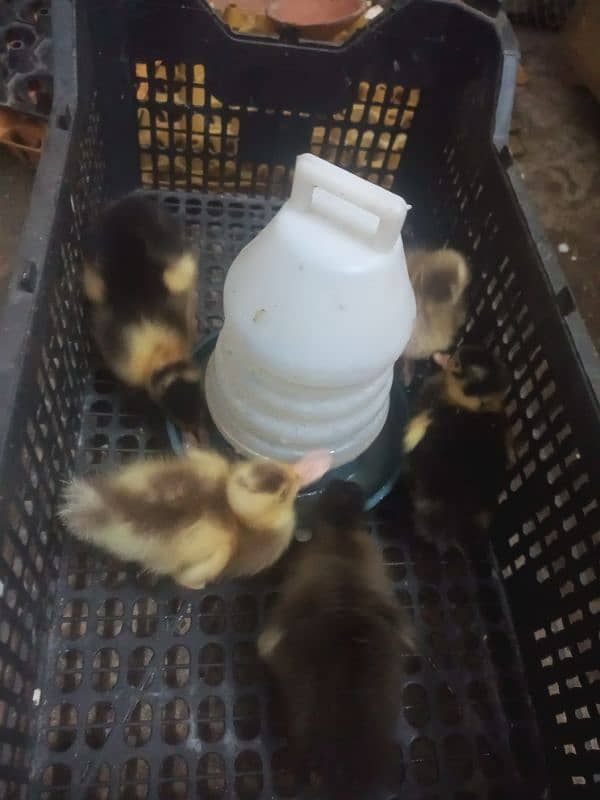 Duck chick's available 0