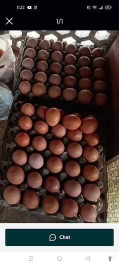 lohman black desi egg for sale