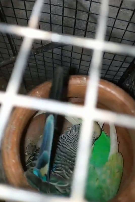 budgie breeder pair with cage urgent sale 0