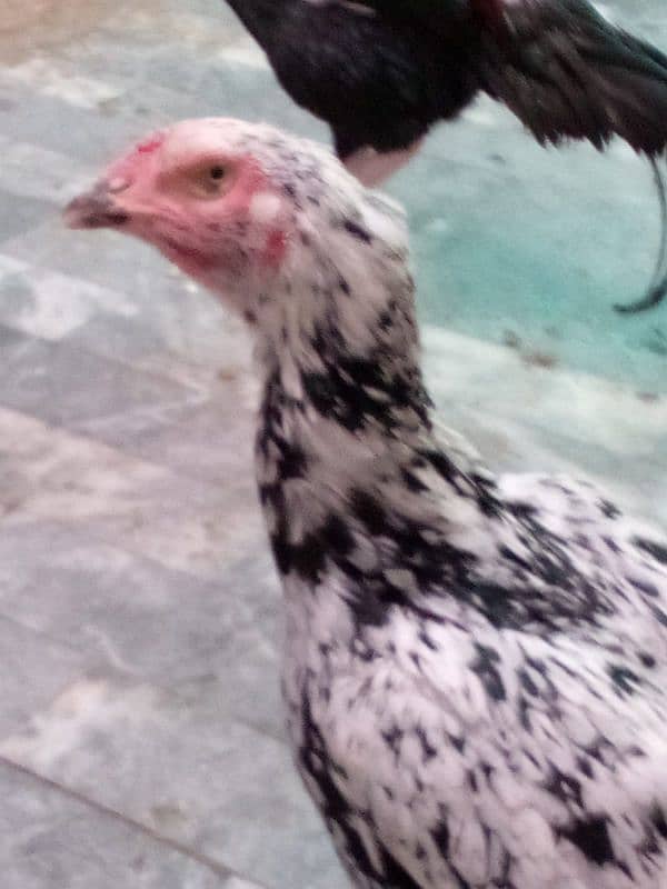 Shamo & Pakistani Aseel - Chicks Murgha Murghi Available 5