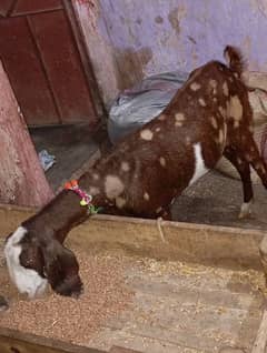 betal white eyss pink nos for sale