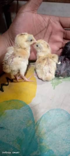 Lakha Sindhi Lakha Aseel ka chicks for sale ha