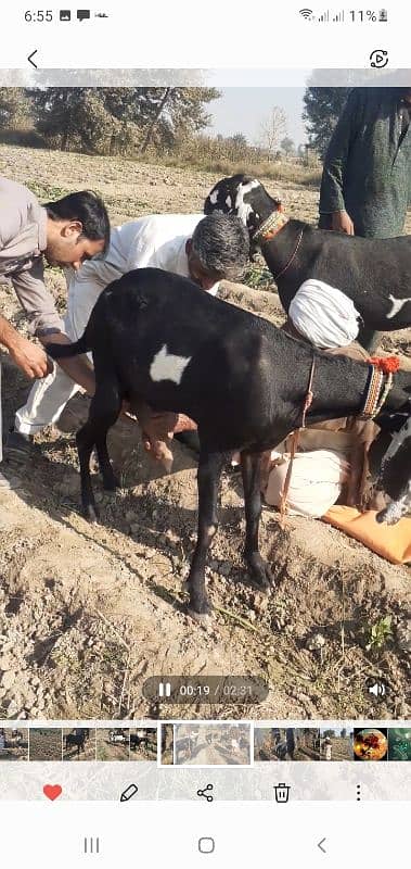 original ambarsari beetle breed ( Baba mahanga Gujjar Sahiwal 1