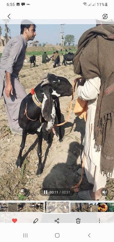 original ambarsari beetle breed ( Baba mahanga Gujjar Sahiwal 2