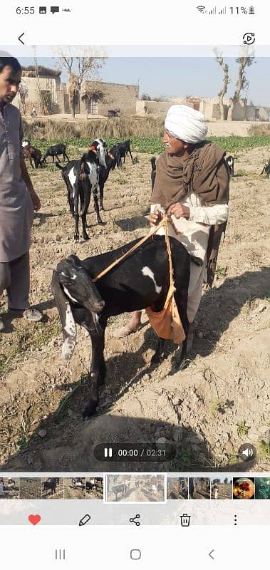 original ambarsari beetle breed ( Baba mahanga Gujjar Sahiwal 3