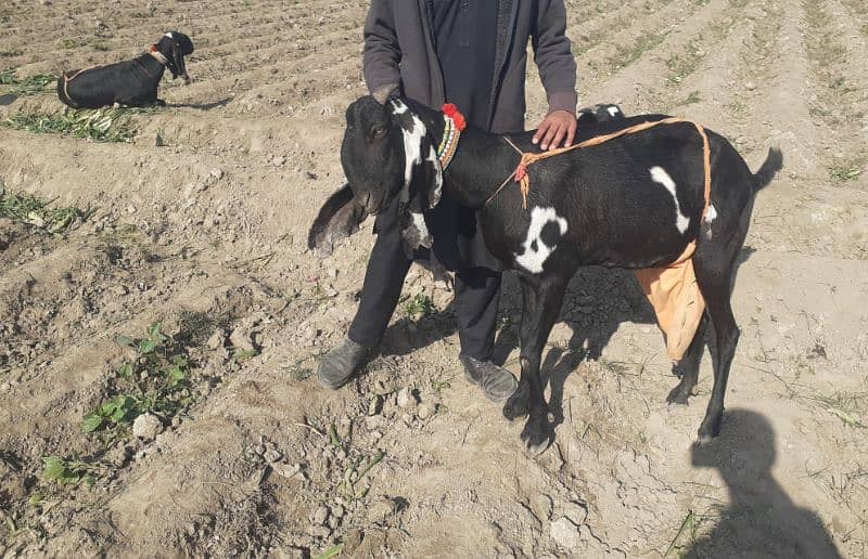 original ambarsari beetle breed ( Baba mahanga Gujjar Sahiwal 4